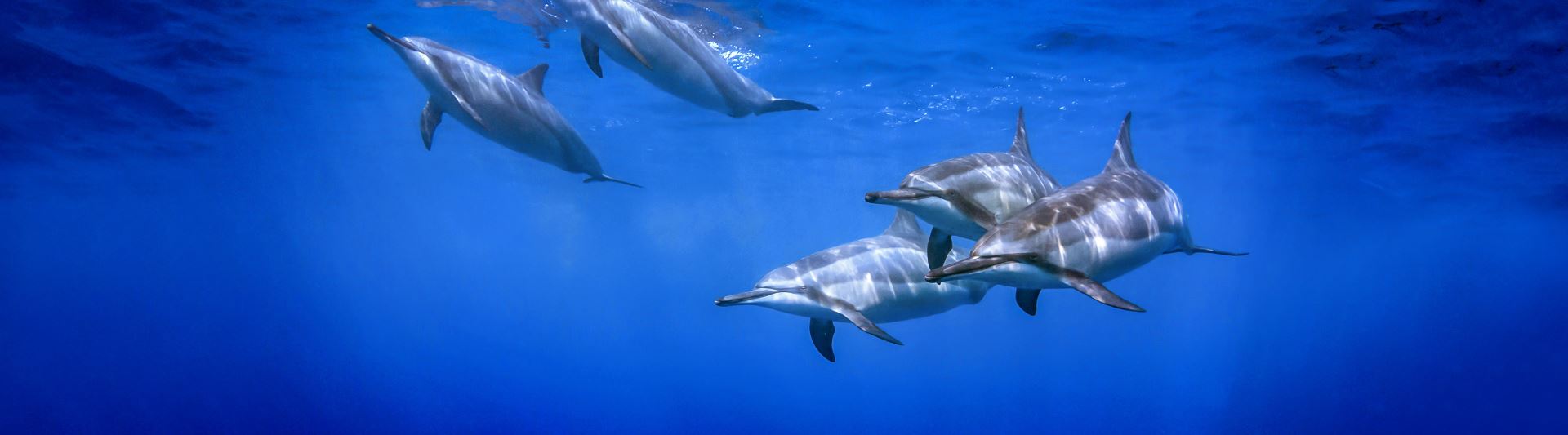 DynamicGroup-Title-Dolphins